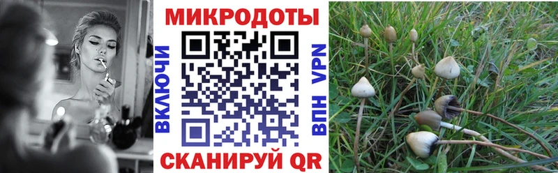 купить наркотик  Балтийск  Галлюциногенные грибы Psilocybe 
